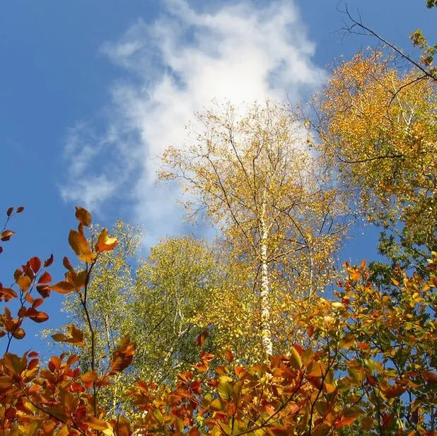 Samenwerking Samenwerking RONDOM Rouw en Verlies